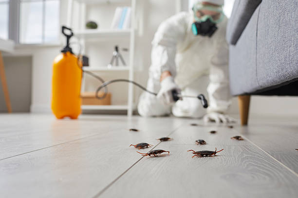 Post-Treatment Bed Bug Interceptor Monitoring in Rushford